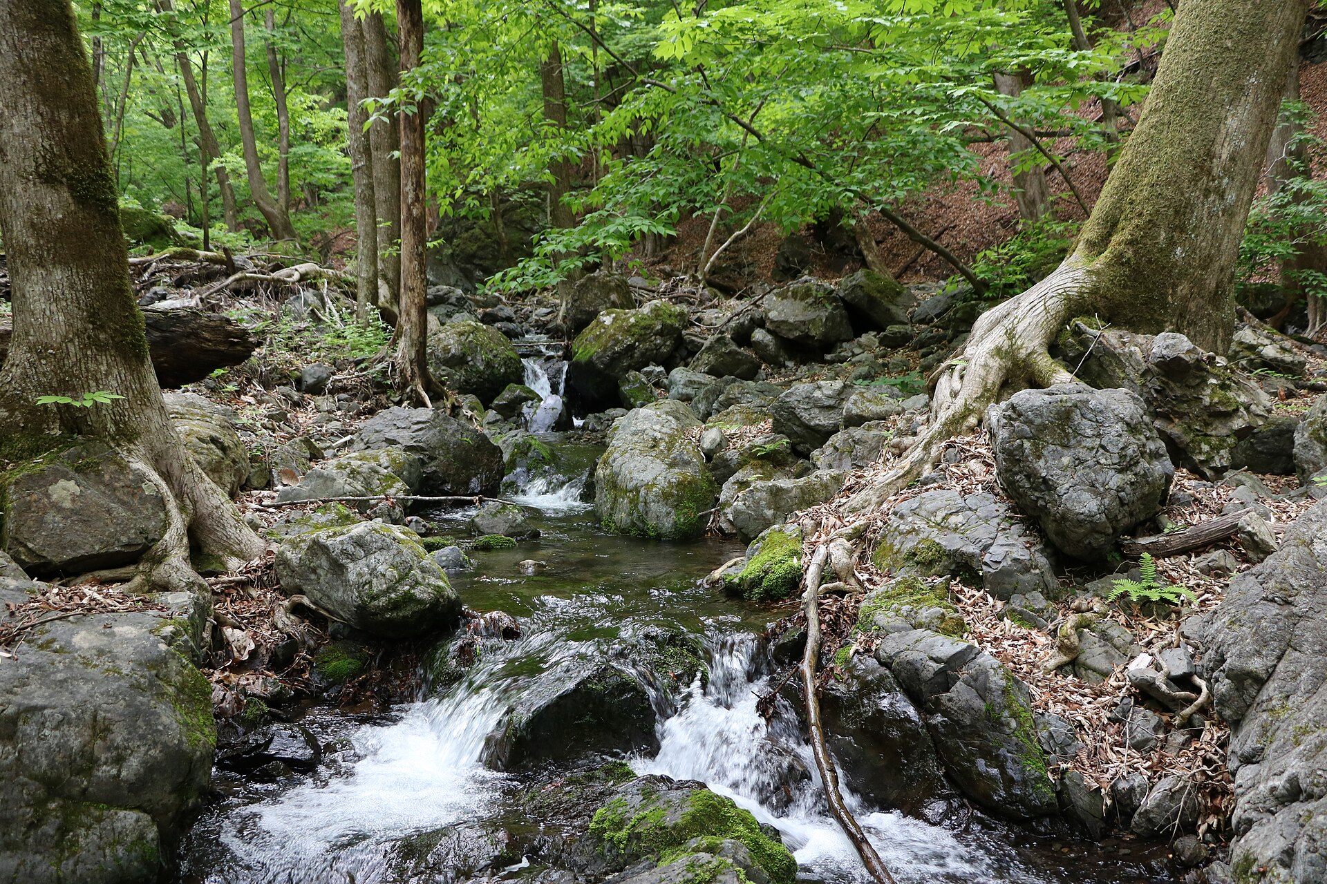 新緑の沢とシオジの原生林（群馬・上野村）