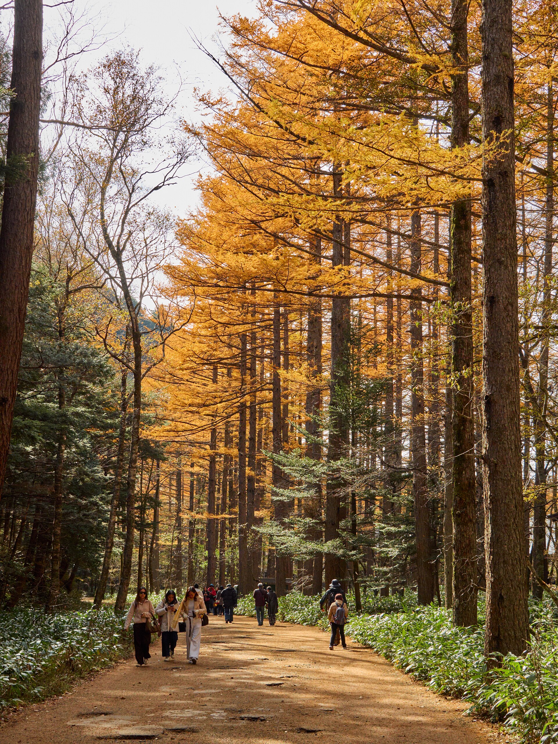 カラマツ林の中の山道（上高地・晩秋）
